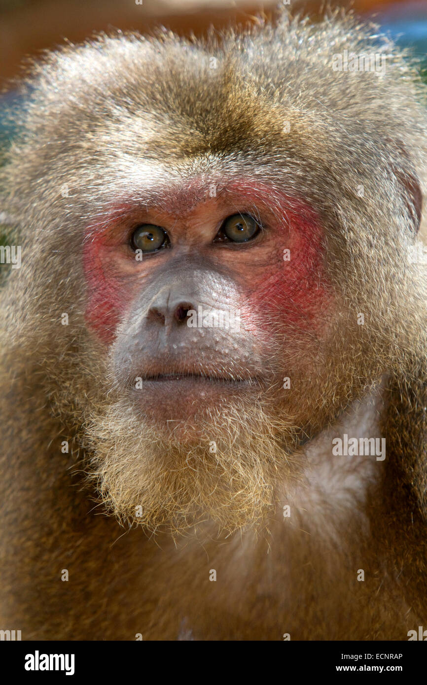 Stump-tailed macaque near Da Lat, Vietnam. Stock Photo