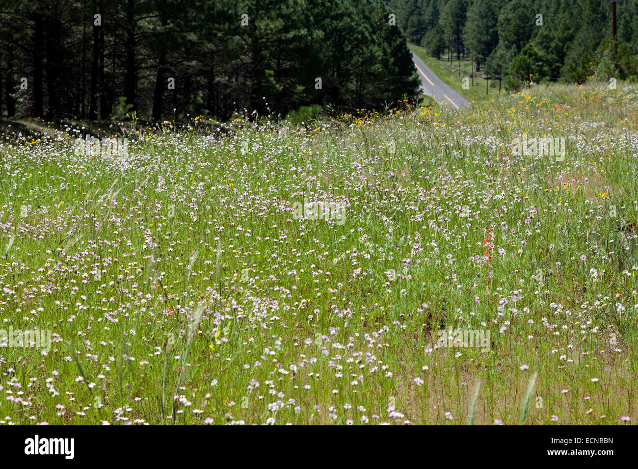 Hillside of wildflowers hi-res stock photography and images - Alamy