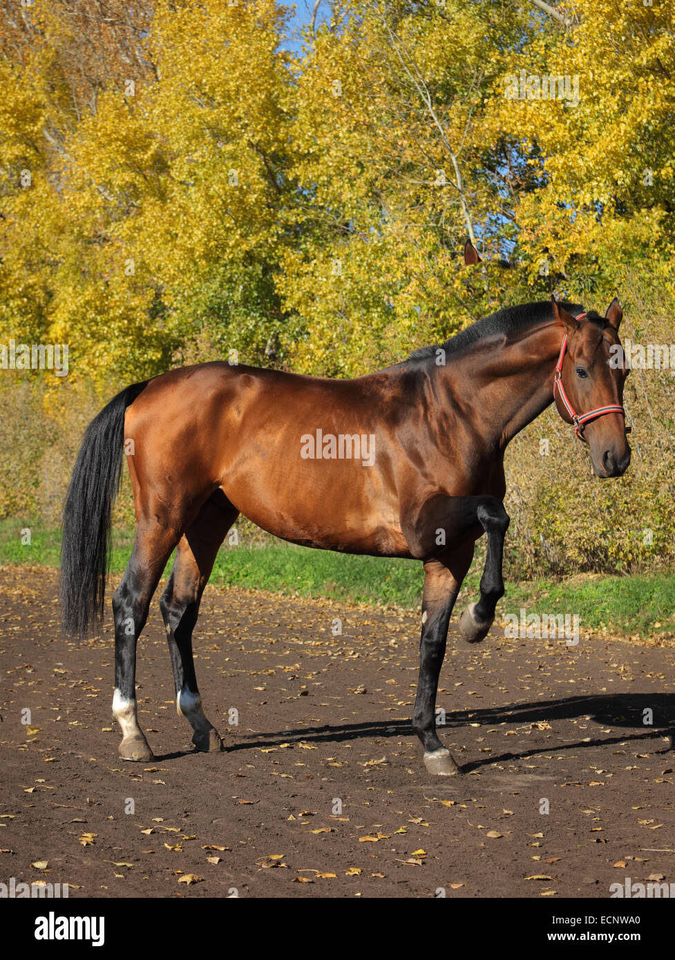 Thoroughbred brood horse in paddock of stud horse farm, autumn background Stock Photo