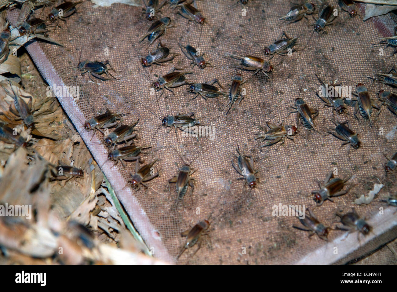 Cricket farm in the Lam Dong Province, Vietnam. Stock Photo