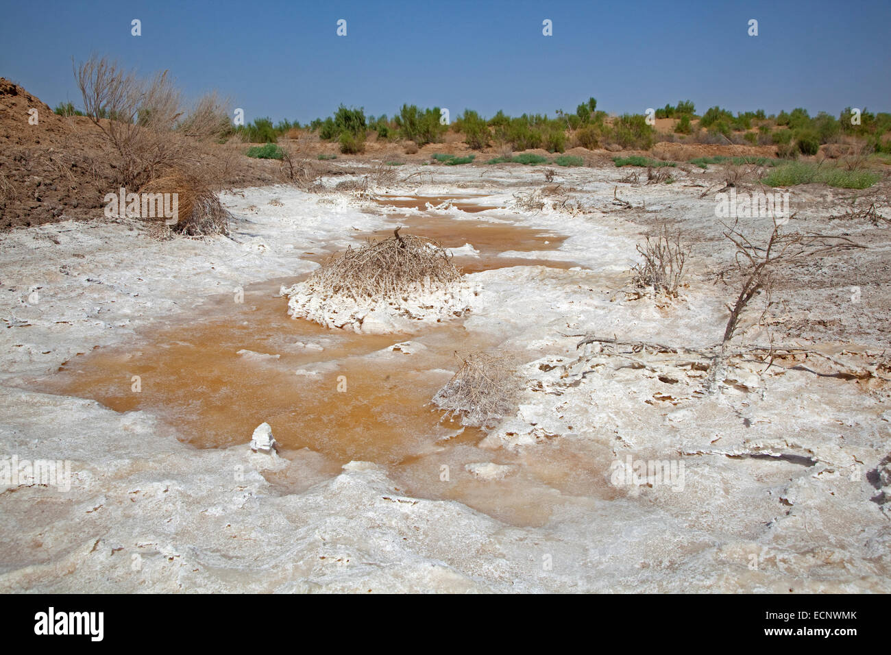 Salt deposition in puddle in the Karakum desert, Turkmenistan Stock Photo