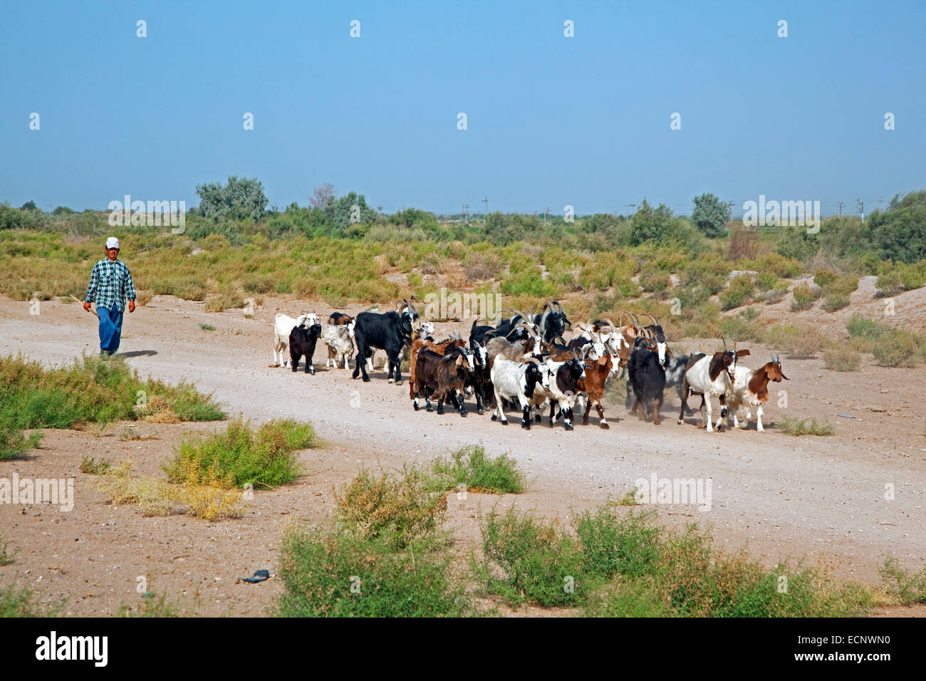Turkmen shepherd herding a tribe of goats in the Karakum desert in Turkmenistan Stock Photo