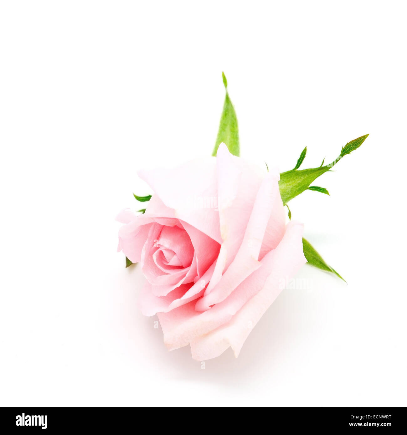 Beautiful pink rose, isolated on white background Stock Photo - Alamy