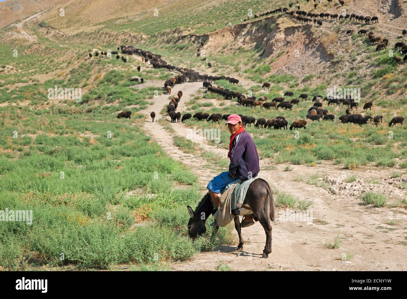 Uzbek shepherd riding on donkey while herding flock of sheep in rural ...
