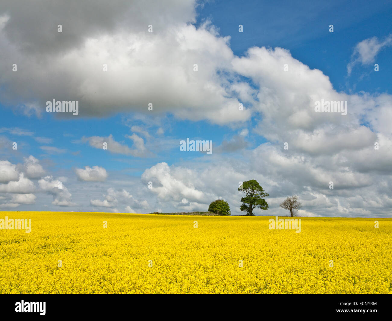 Canola or rapeseed field of bright yellow flowers, pines in background, north of Aberdeen, in Aberdeenshire, Scotland Stock Photo