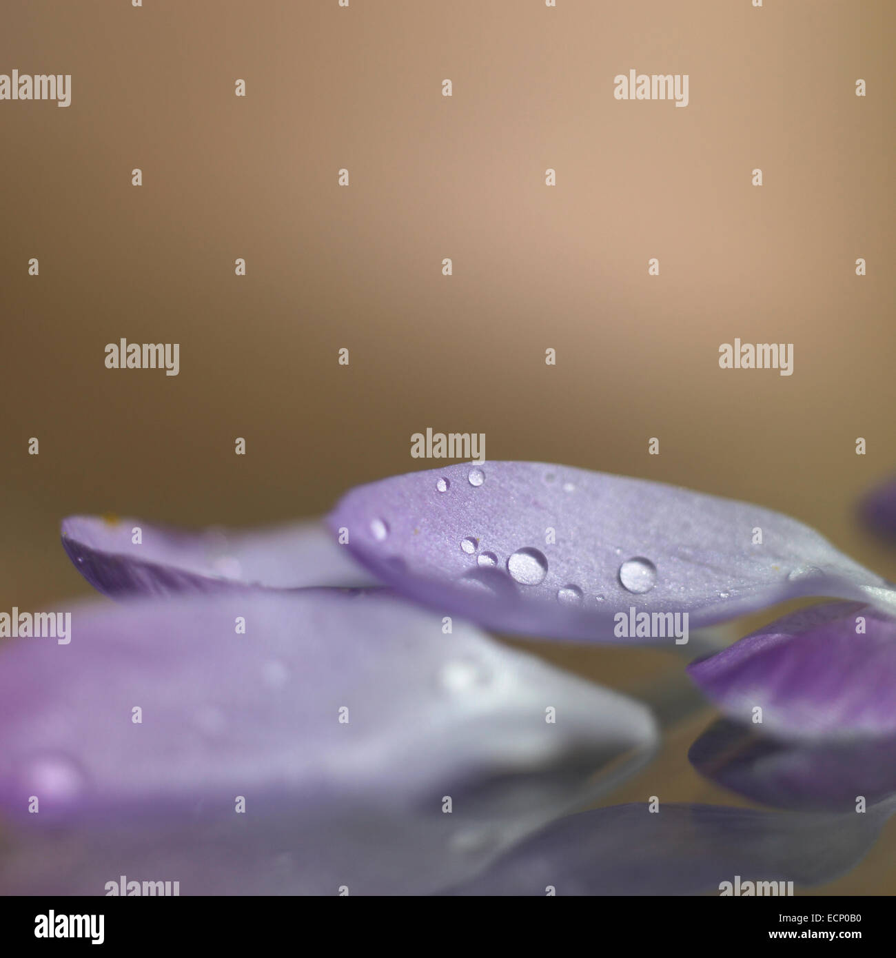 Flower petals with beads of water Stock Photo Alamy