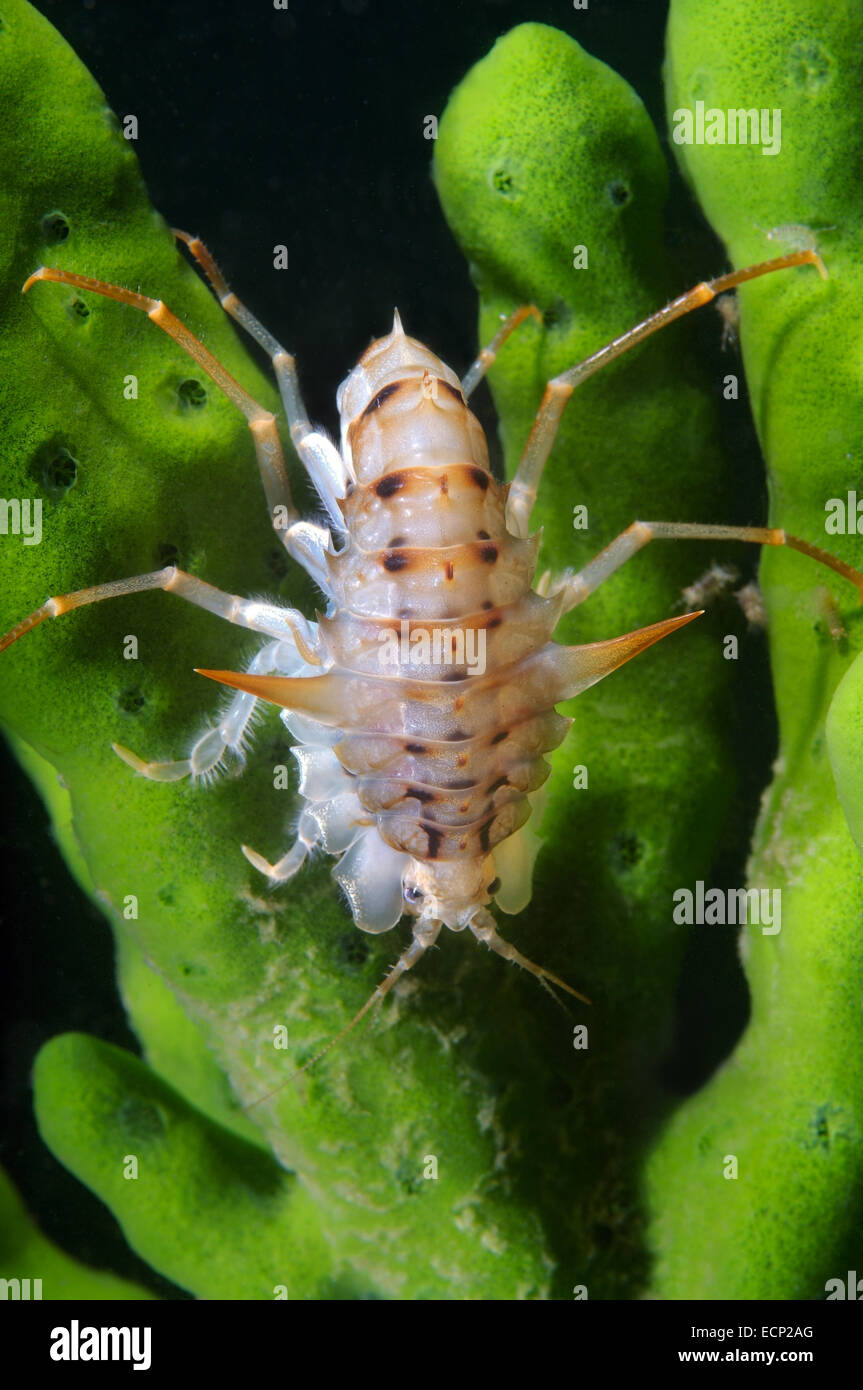 Acanthogammarus (Acanthogammarus lappaceus), Lake Baikal, Siberia, the Russia Stock Photo