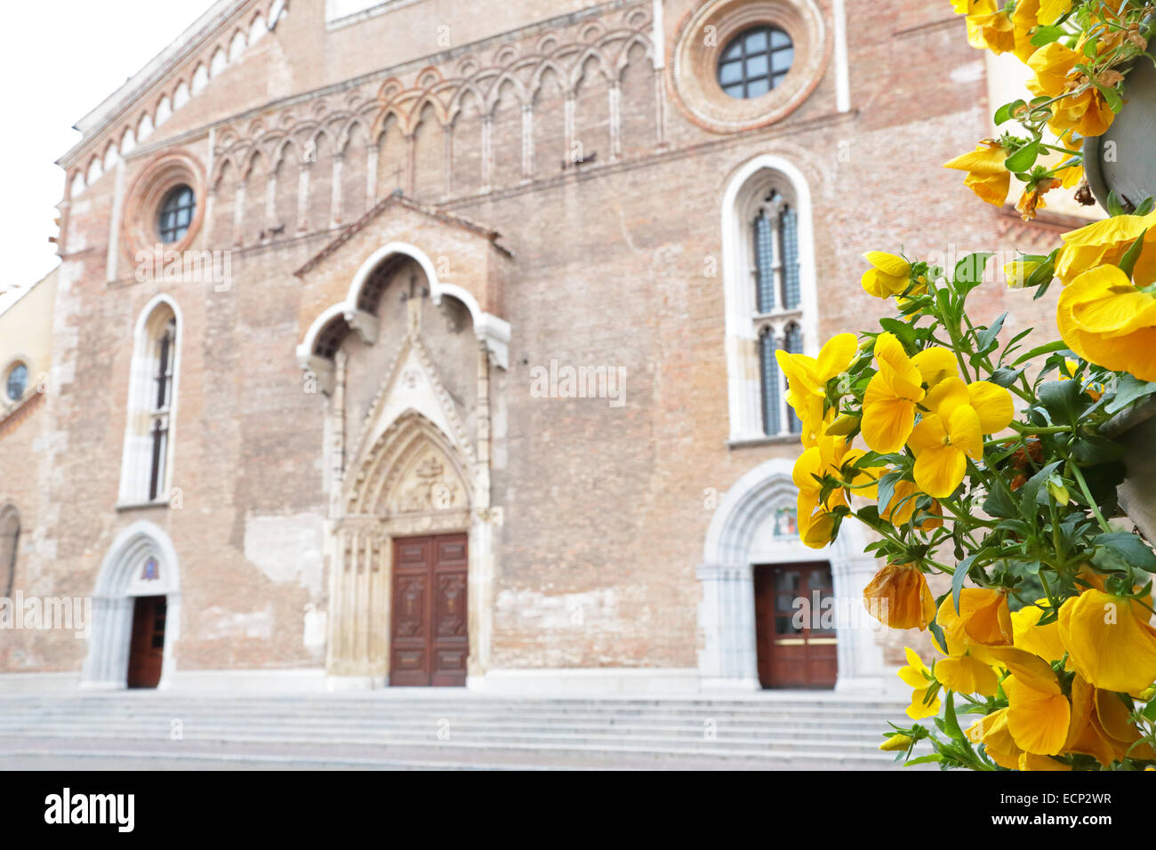 The roman Catholic Cathedral Santa Maria Maggiore of Udine, Italy, with yellow flowers in foreground Stock Photo