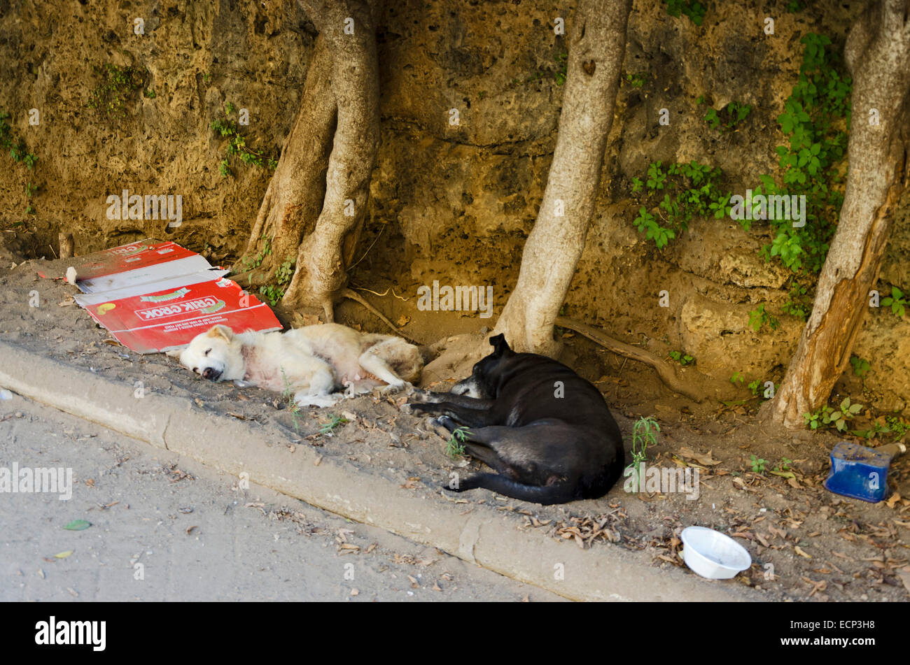 PALERMO, SICILY, ITALY - OCTOBER 3, 2012: two abandoned dog dozing near a park of the city. In Palermo are ubiquitous abandoned Stock Photo