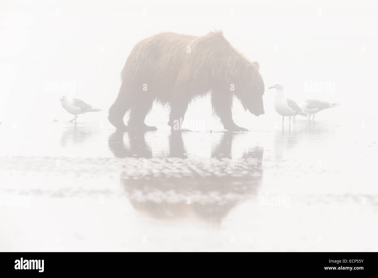 A female Alaskan Brown Bear walks through early morning fog along the beach at Lake Clark National Park while looking for food. Stock Photo