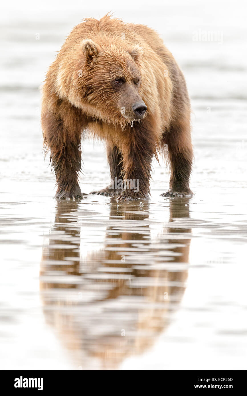 A female Alaskan Brown Bear stands on the beach at Lake Clark National Park while looking for food. Stock Photo