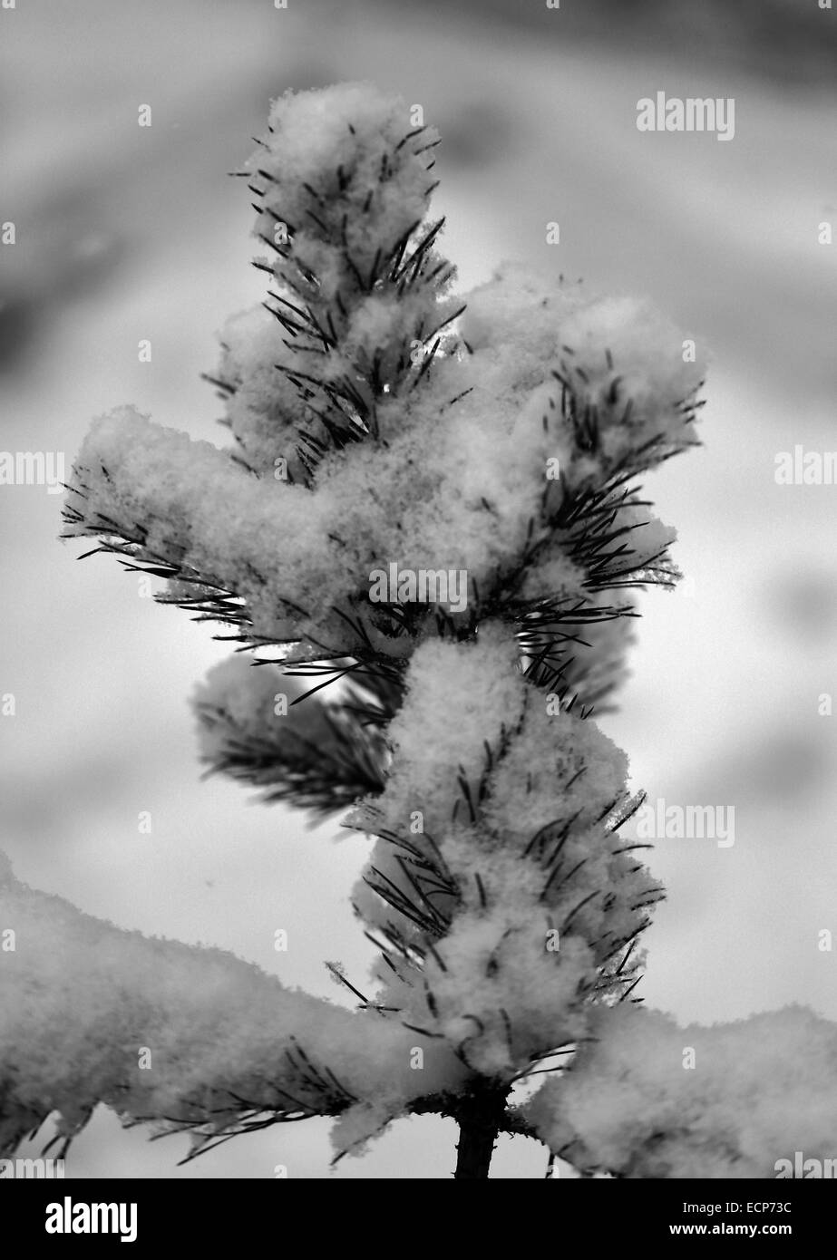 Close up xmas tree Black and White Stock Photos Images Alamy