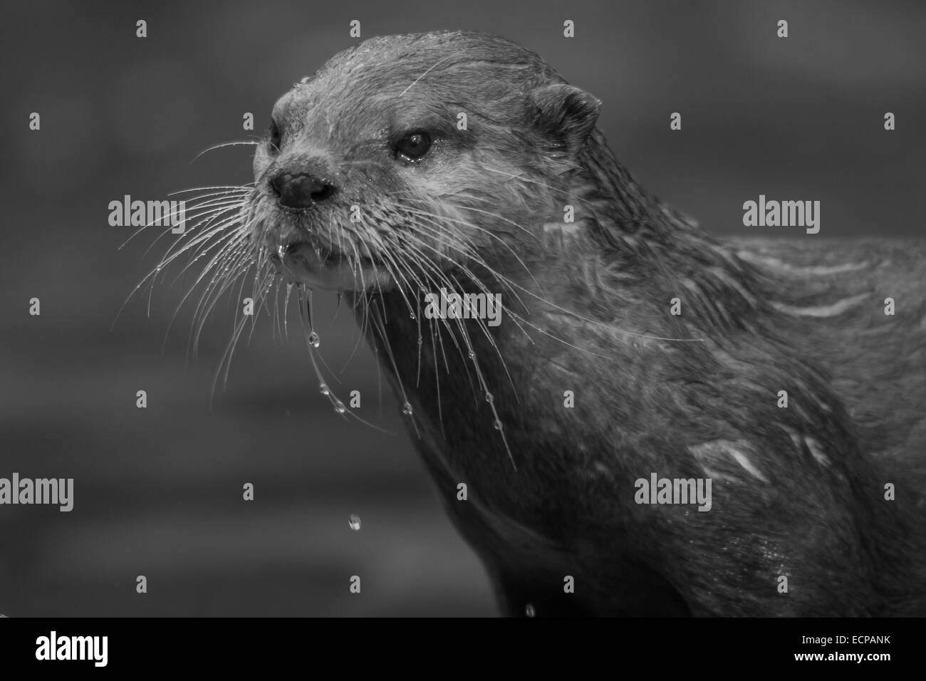 Otter dripping wet Black and White Stock Photos & Images - Alamy