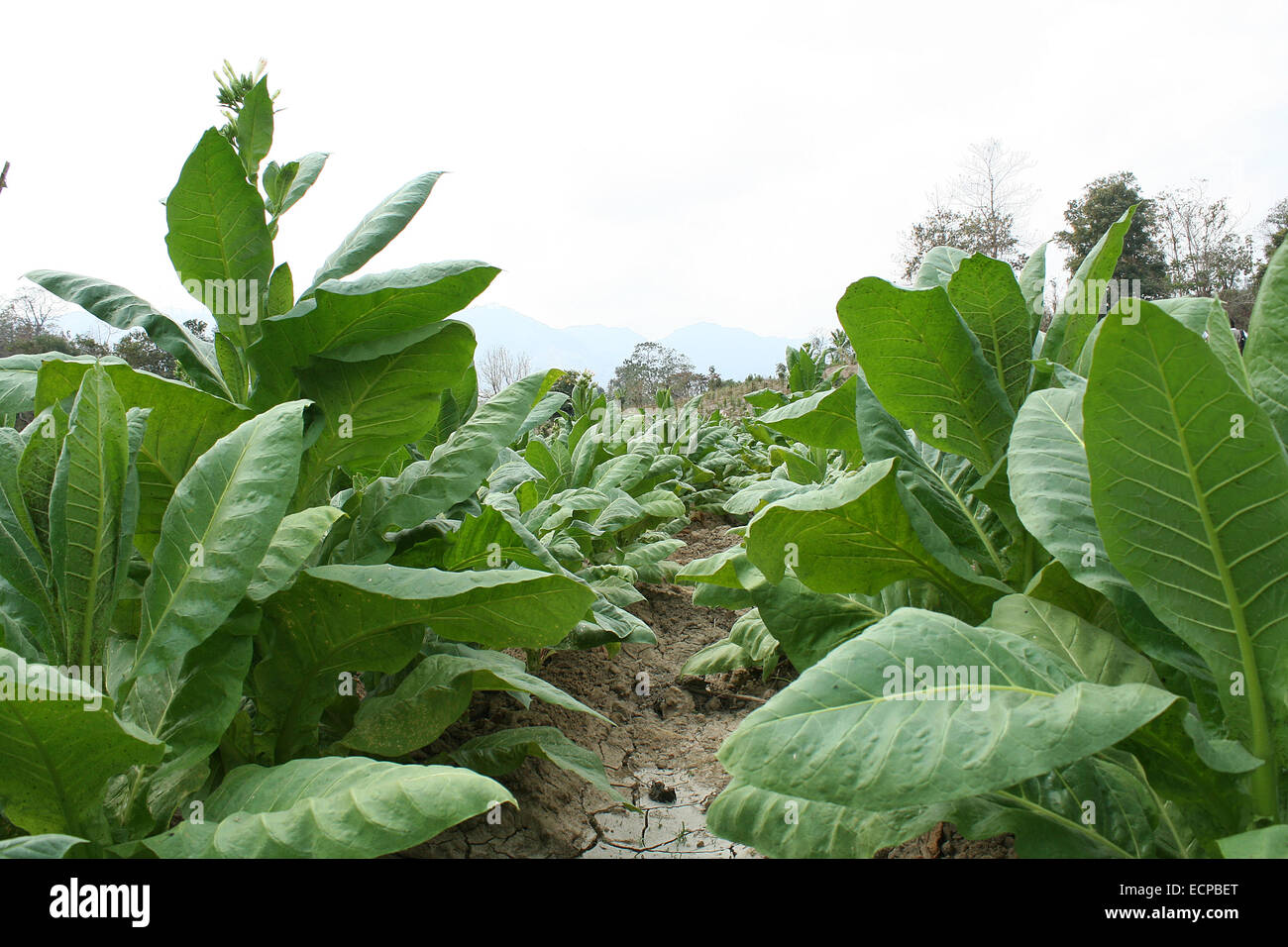 2010.  Tobacco field chittagong in bangladesh. tobacco bangladesh, tobacco plant, tobacco leaf Stock Photo