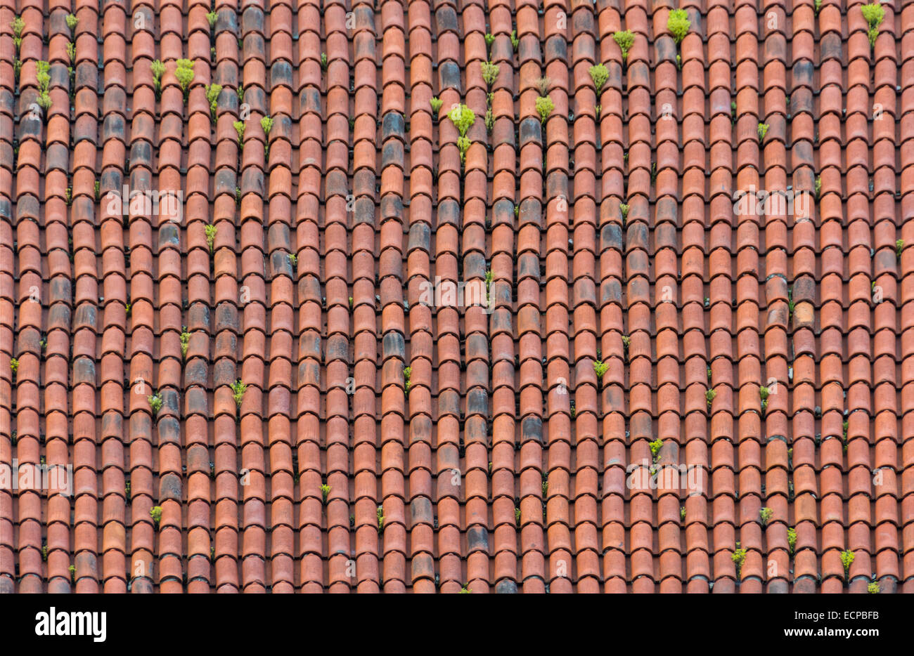 Homogeneous surface of red weathered roof tiles with light vegetation. Stock Photo
