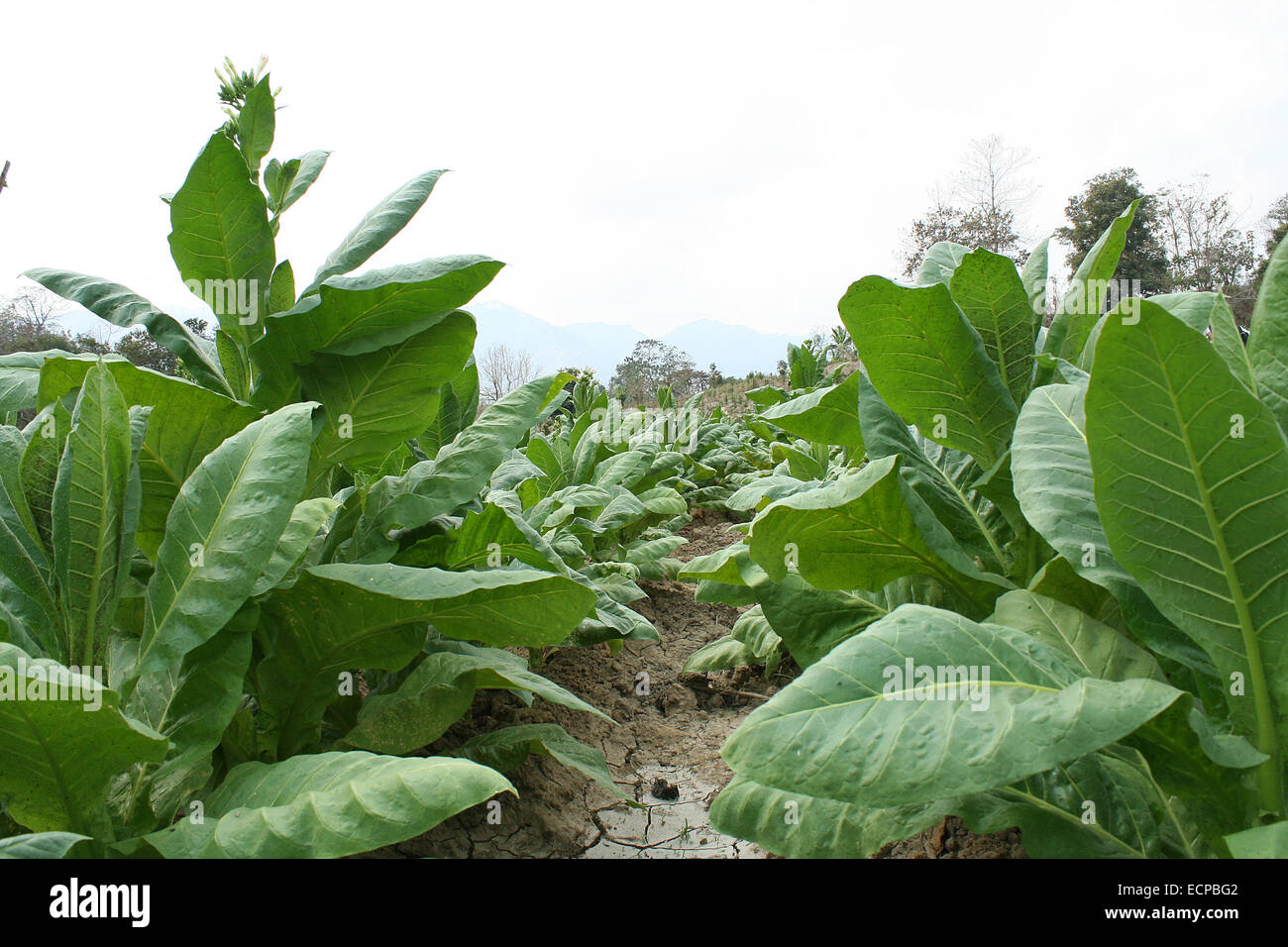 2010. Tobacco field chittagong in bangladesh. tobacco bangladesh, tobacco  plant, tobacco leaf Stock Photo