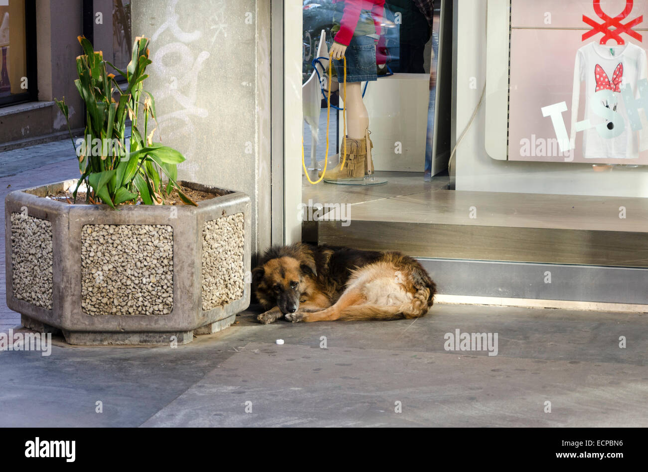 PALERMO, SICILY, ITALY - OCTOBER 3, 2012: A stray dog dozing in the commercial area of the city, on October 3, 2012 in Palermo, Stock Photo