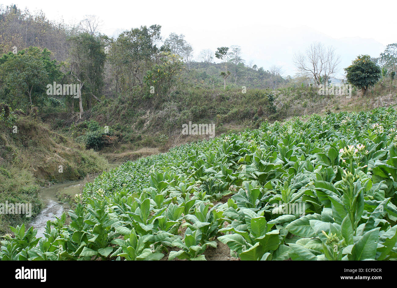 2010.  Tobacco field chittagong in bangladesh. tobacco bangladesh, tobacco plant, tobacco leaf Stock Photo
