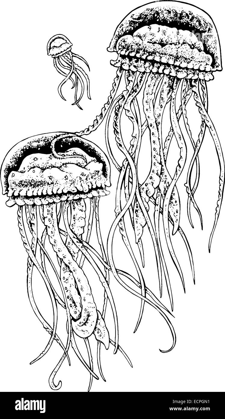 Deep Sea Jellyfish Black And White Illustration Stock Vector Image Art Alamy