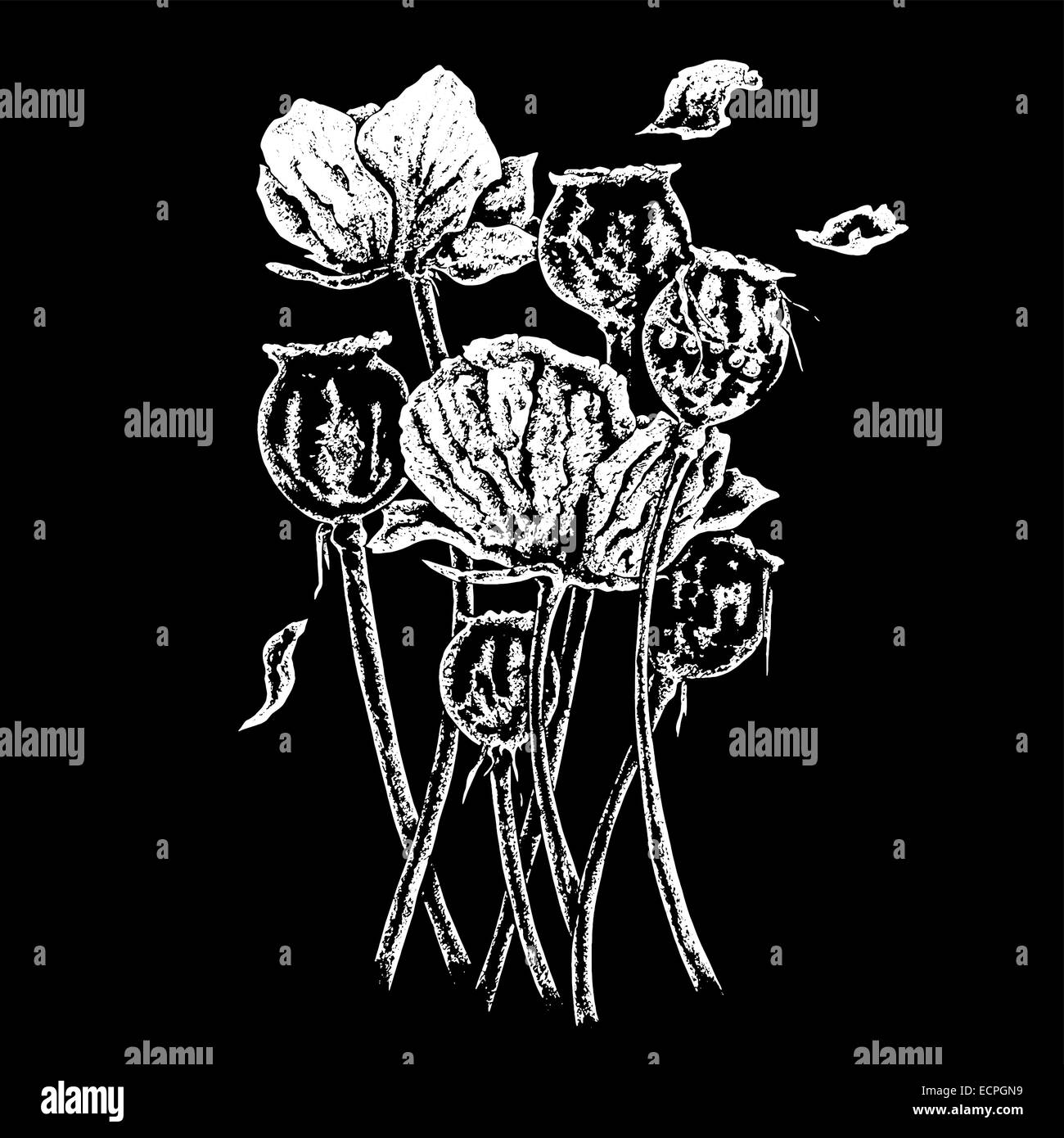 Opium Poppy Black and White Stock Photos & Images - Alamy