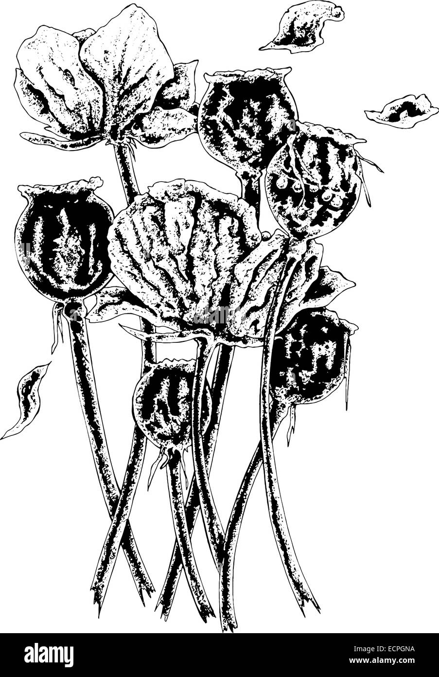 common british opium poppies black and white illustration Stock Vector ...