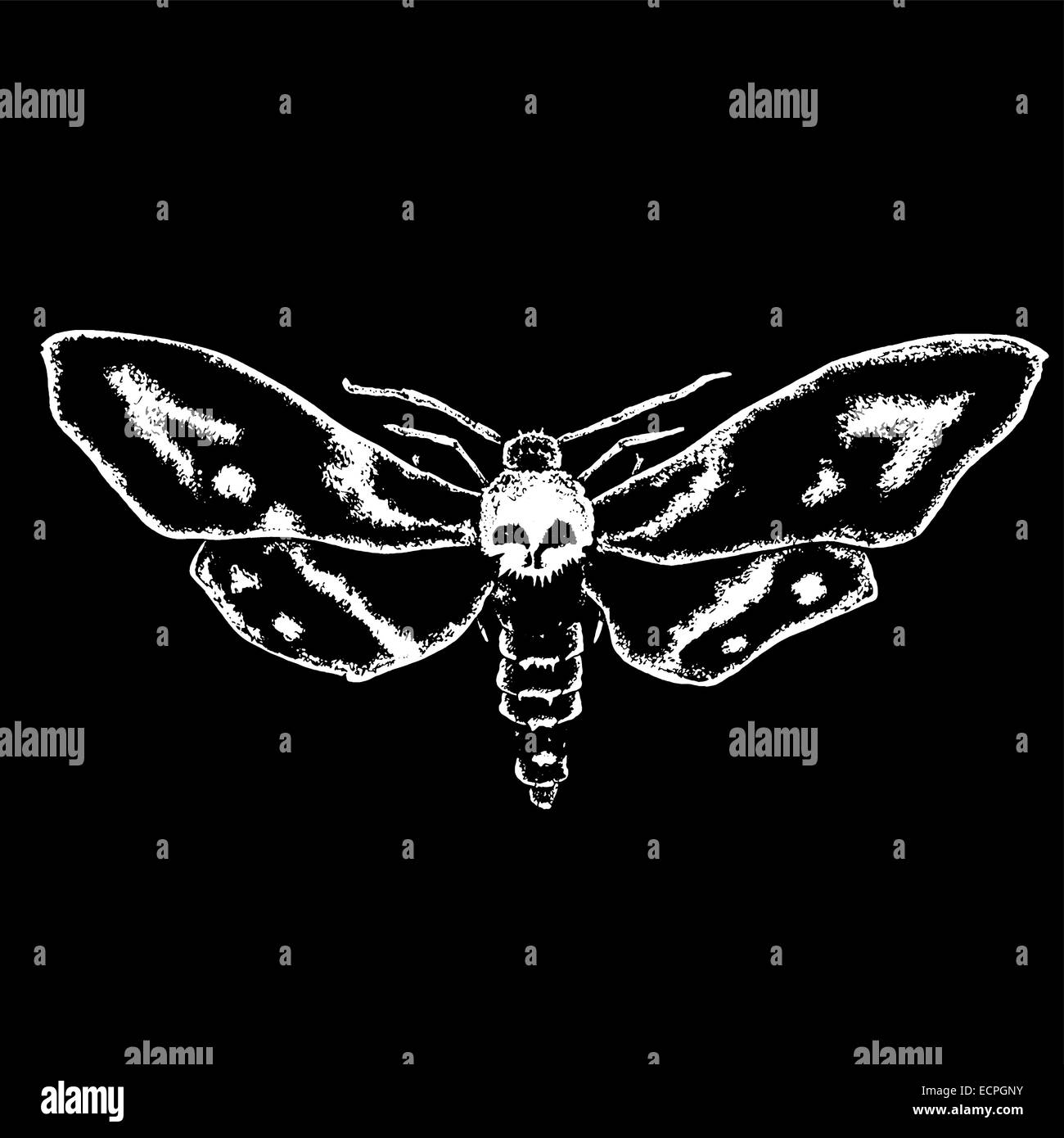 Skull moth black white illustration hi-res stock photography and images ...