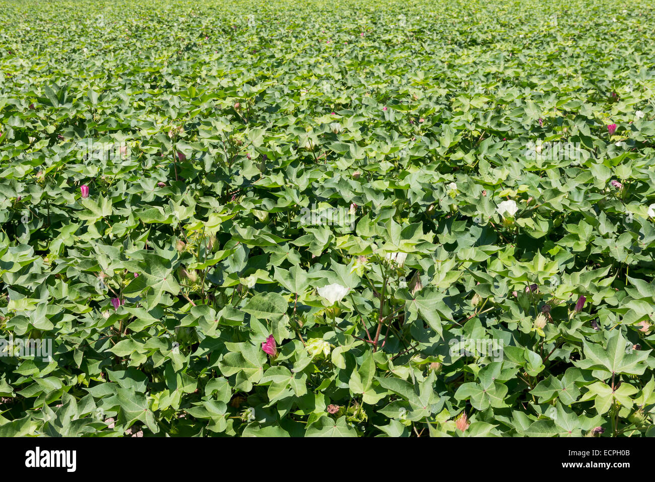 Cotton field in Greece Stock Photo Alamy