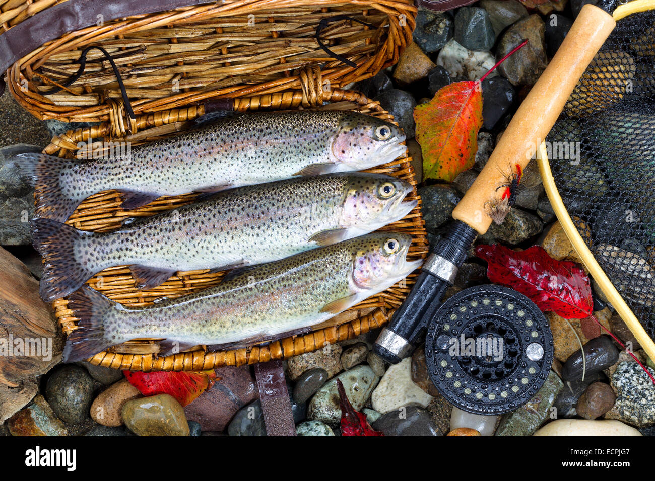 Fishing creel hi-res stock photography and images - Alamy