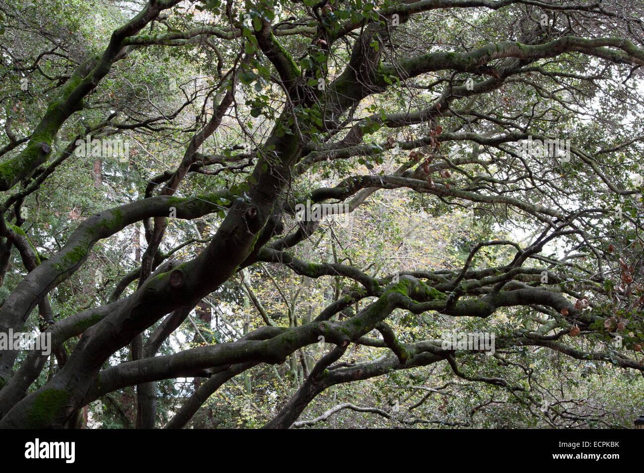 California Oak Trees on the UC Berkeley Campus. Stock Photo