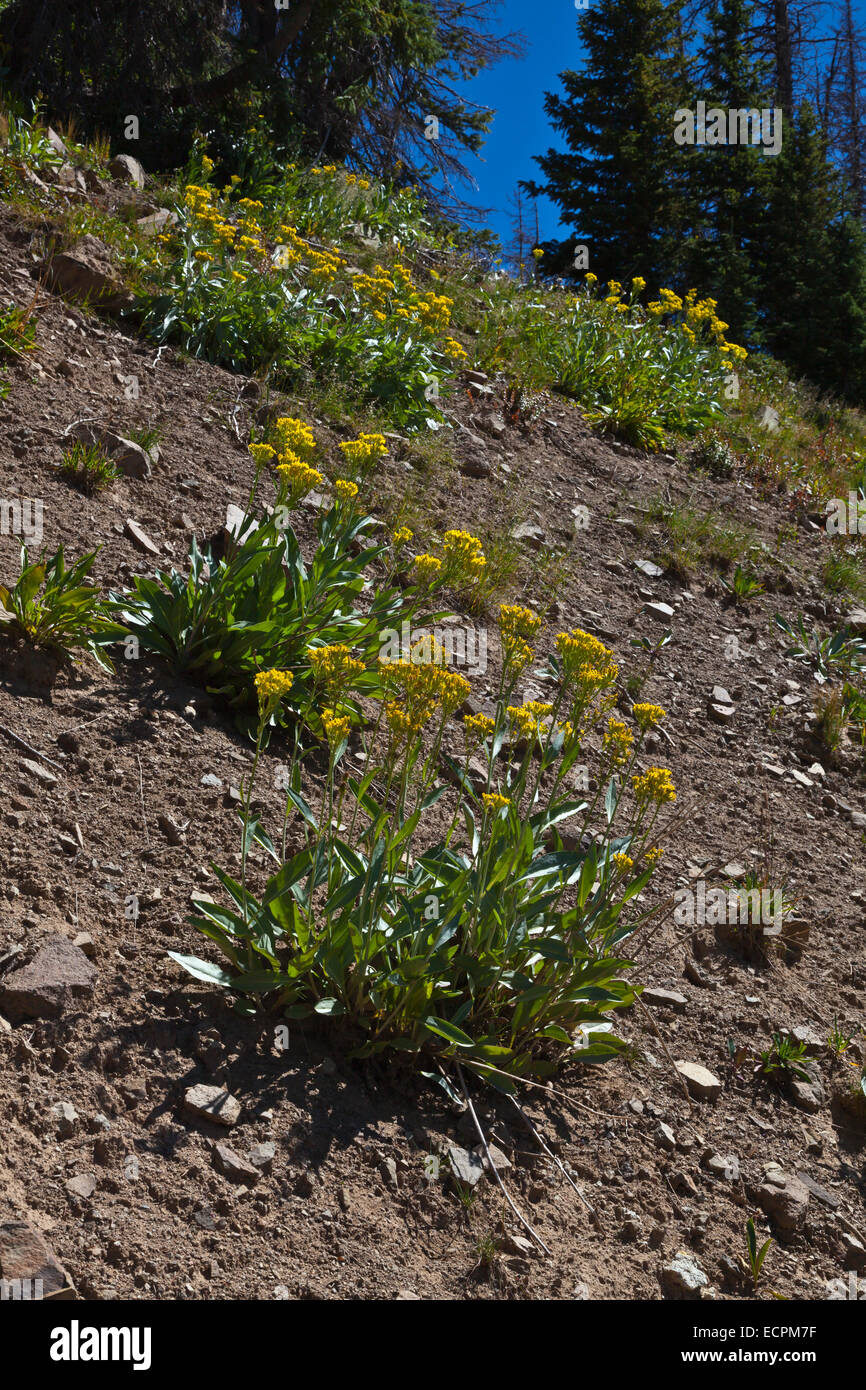 WILDFLOWERS near LOBO POINT, elevation 7060 feet, on the Continental