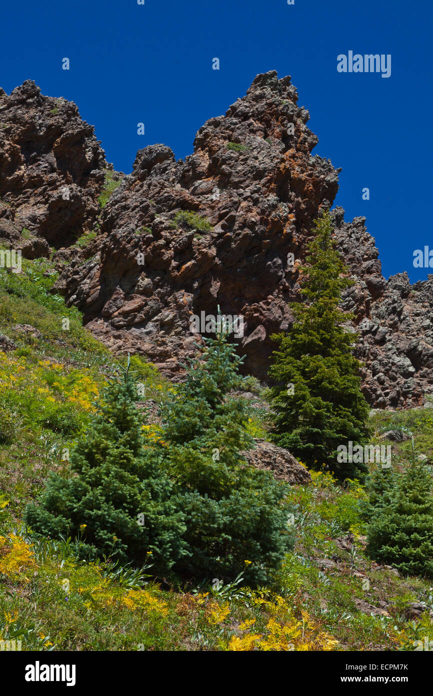 CONIFER TREES and LAVA FORMATIONS near LOBO POINT, elevation 7060 feet
