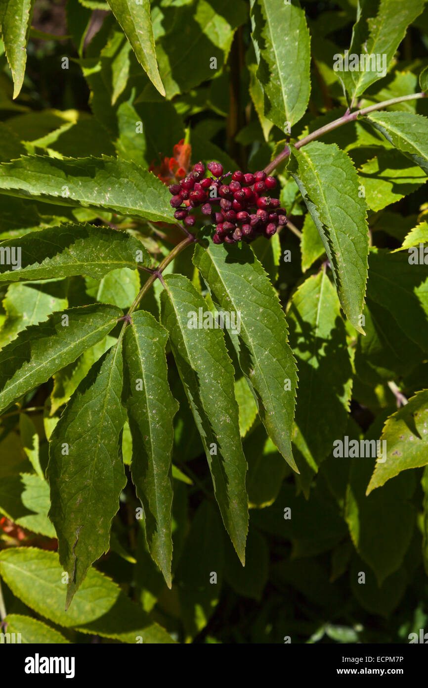 SMOOTH SUMAC BERRIES (Rhus glabra) on the Continental Divide - SOUTHERN COLORADO Stock Photo