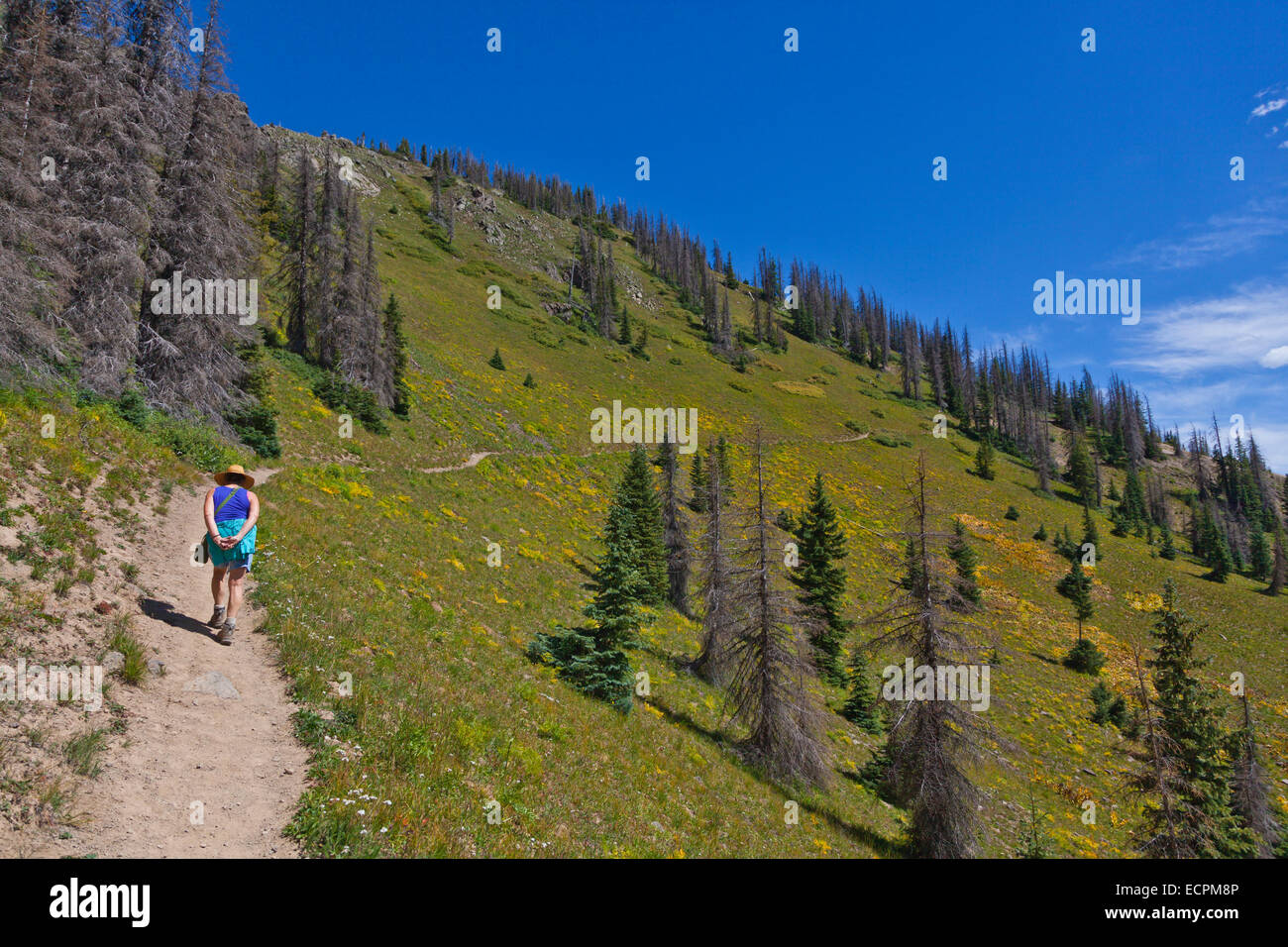 A HIKER walking near LOBO POINT, elevation 7060 feet,  on the Continental Divide - SOUTHERN COLORADO MR Stock Photo