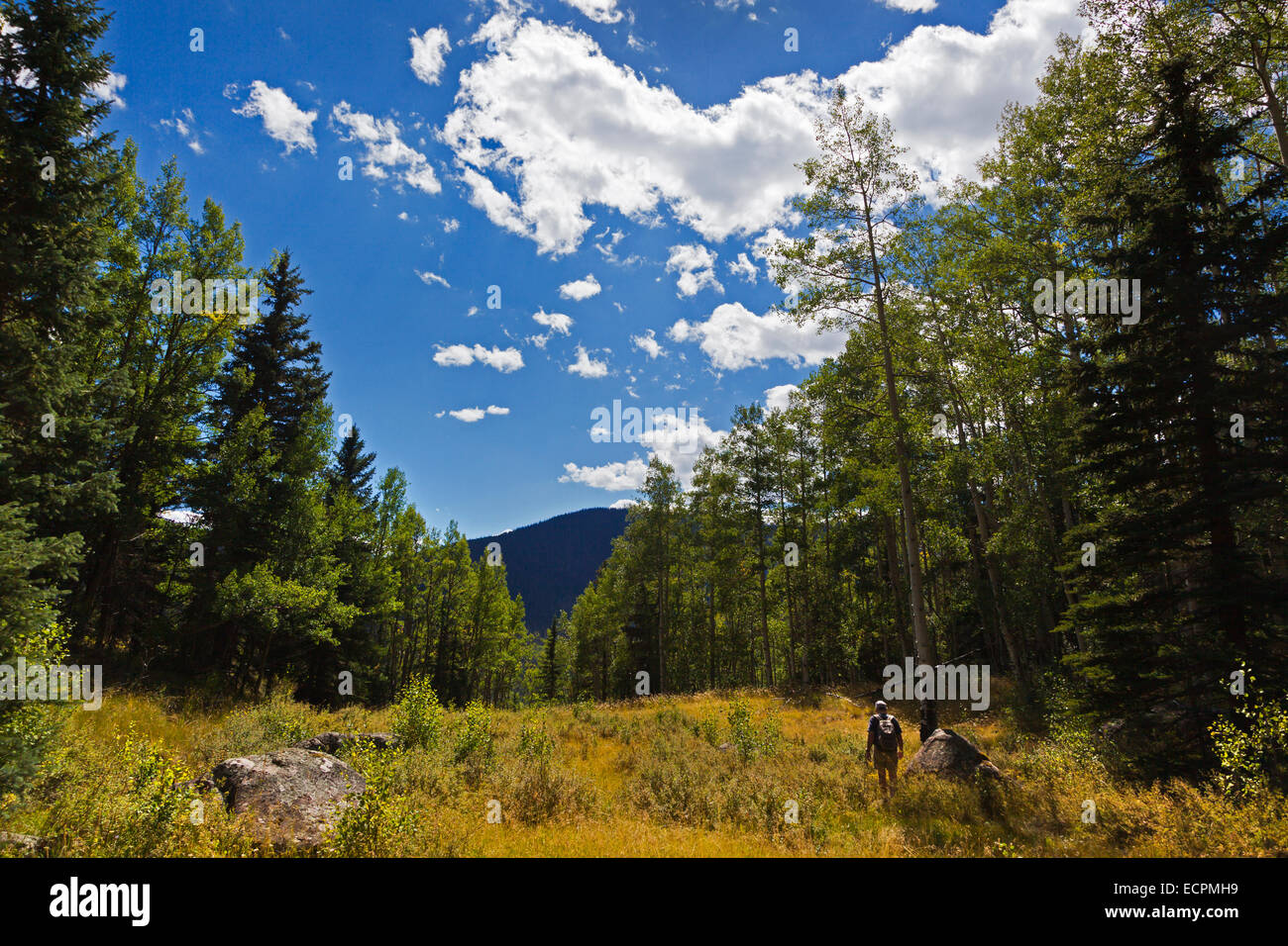 SPRUCE TREES and mountain scenic - SOUTHERN COLORADO Stock Photo