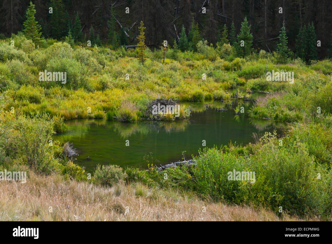 A BEAVER POND in the ROCKY MOUNTAINS near the OLEO RANCH at 10500 feet - SOUTHERN COLORADO Stock Photo