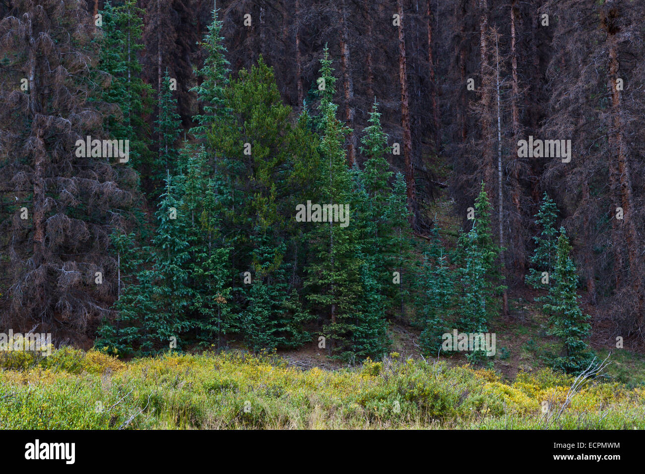 SPRUCE TREE die off due to disease in the ROCKY MOUNTAINS near the OLEO RANCH at 10500 feet - SOUTHERN COLORADO Stock Photo