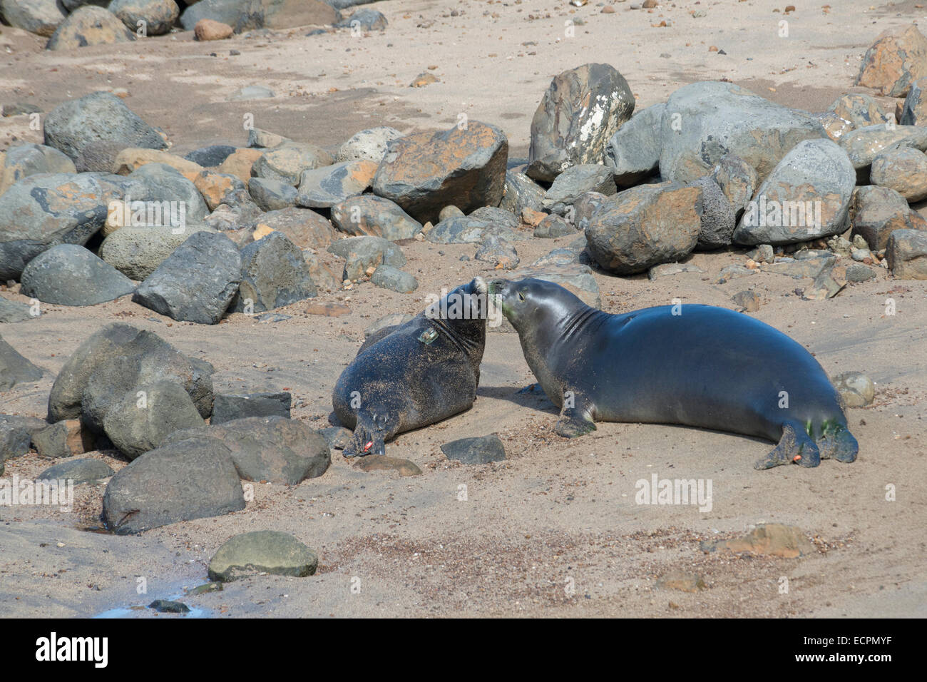 adult male Hawaiian monk seal, nuzzles recently weaned 56 day old male pup with transmitter at Keokea Beach Park, Hawaii, U.S.A. Stock Photo