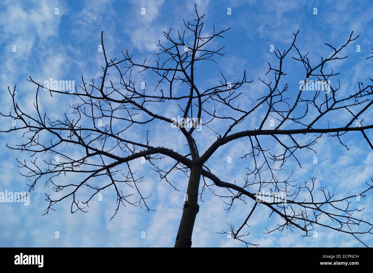 Under the blue sky and white clouds trees Stock Photo - Alamy