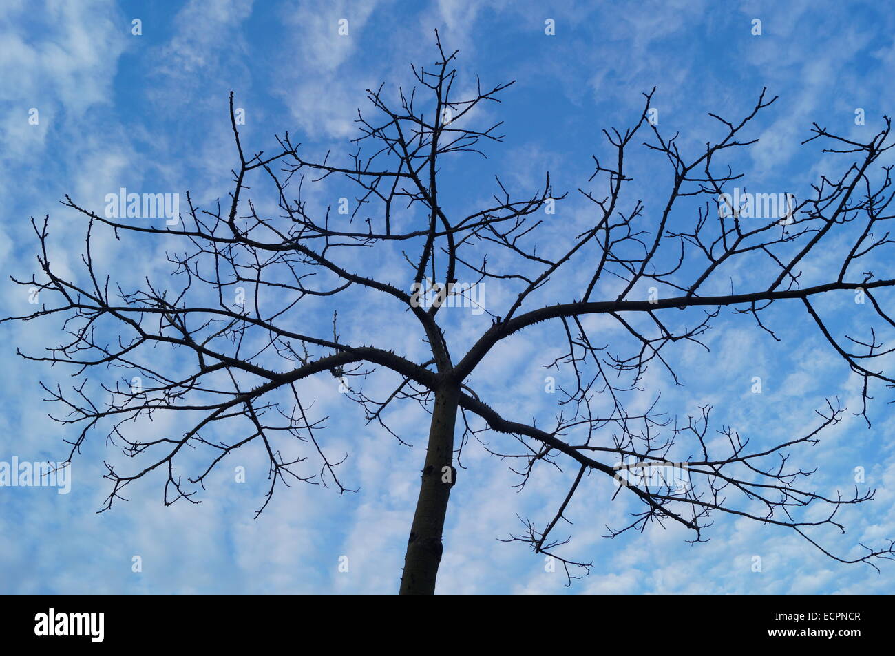 Under the blue sky and white clouds trees Stock Photo - Alamy