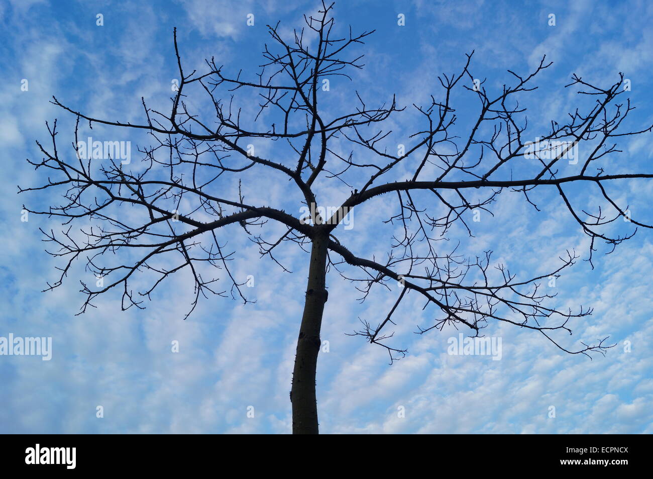 Under the blue sky and white clouds trees Stock Photo - Alamy