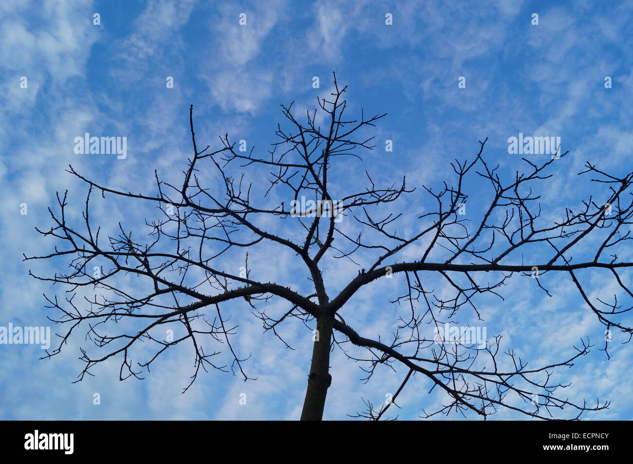 Under the blue sky and white clouds trees Stock Photo - Alamy