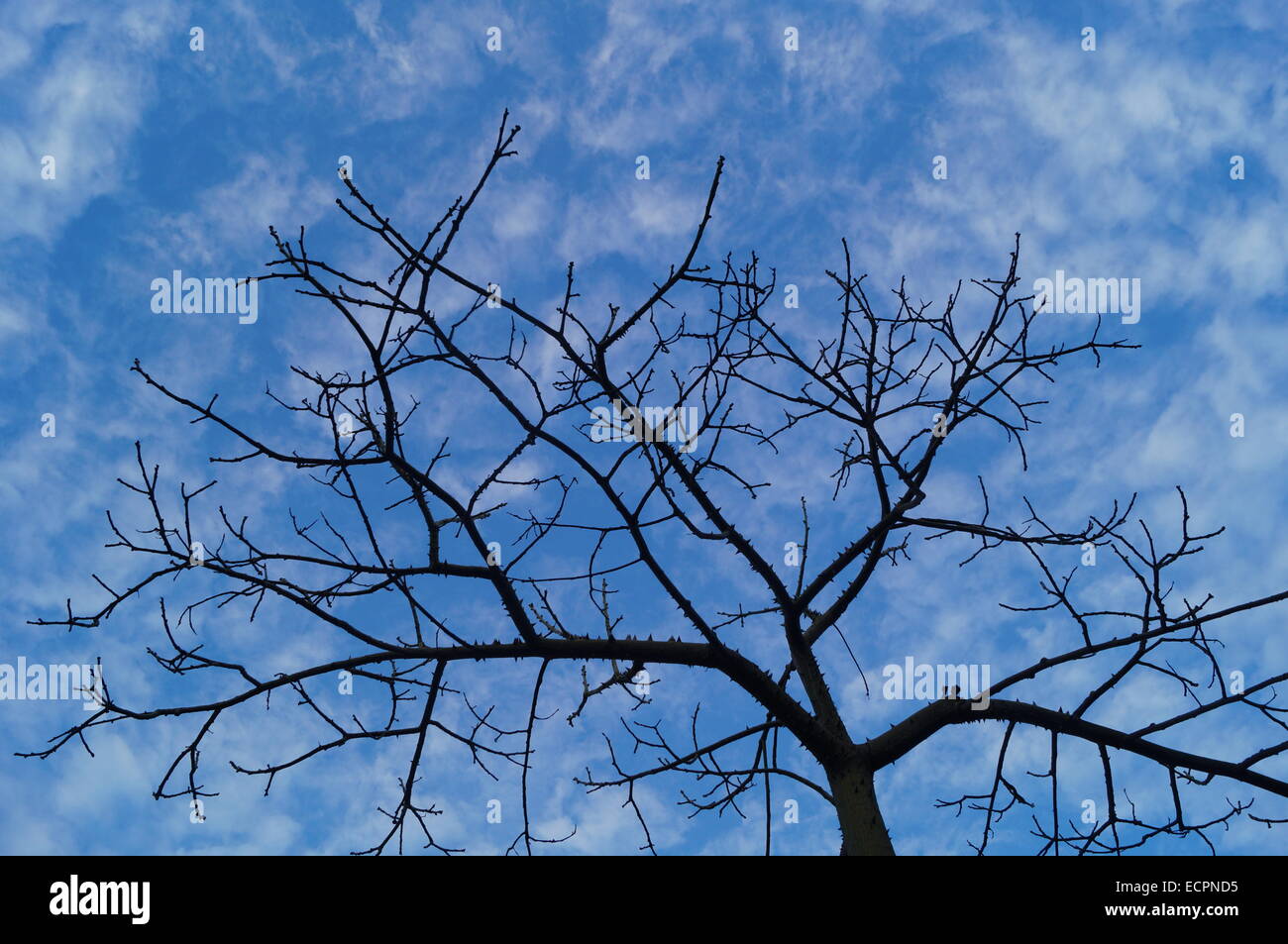 Under the blue sky and white clouds trees Stock Photo - Alamy