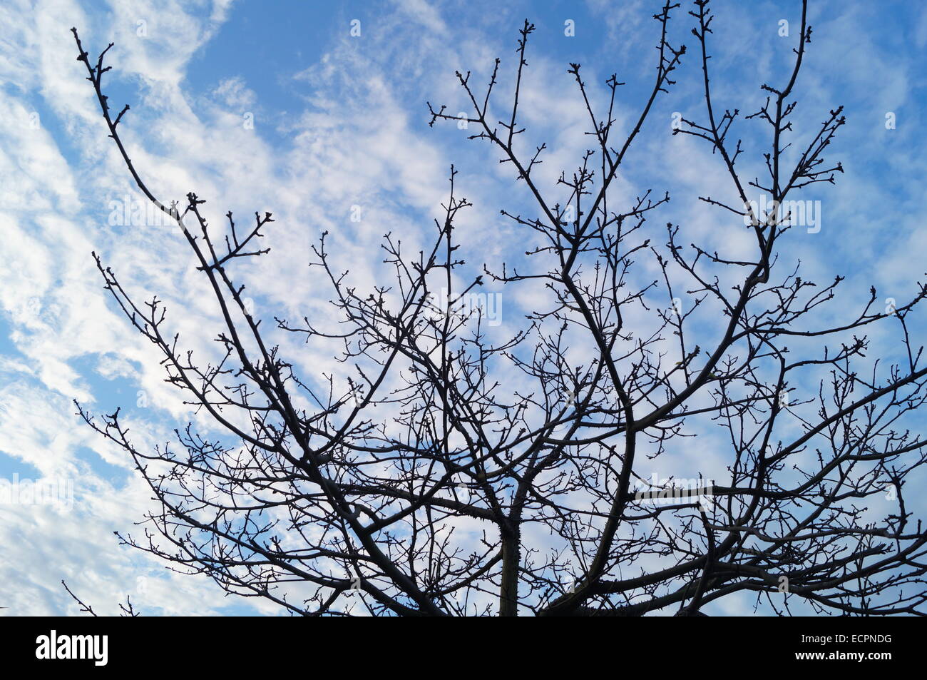 Under the blue sky and white clouds trees Stock Photo - Alamy
