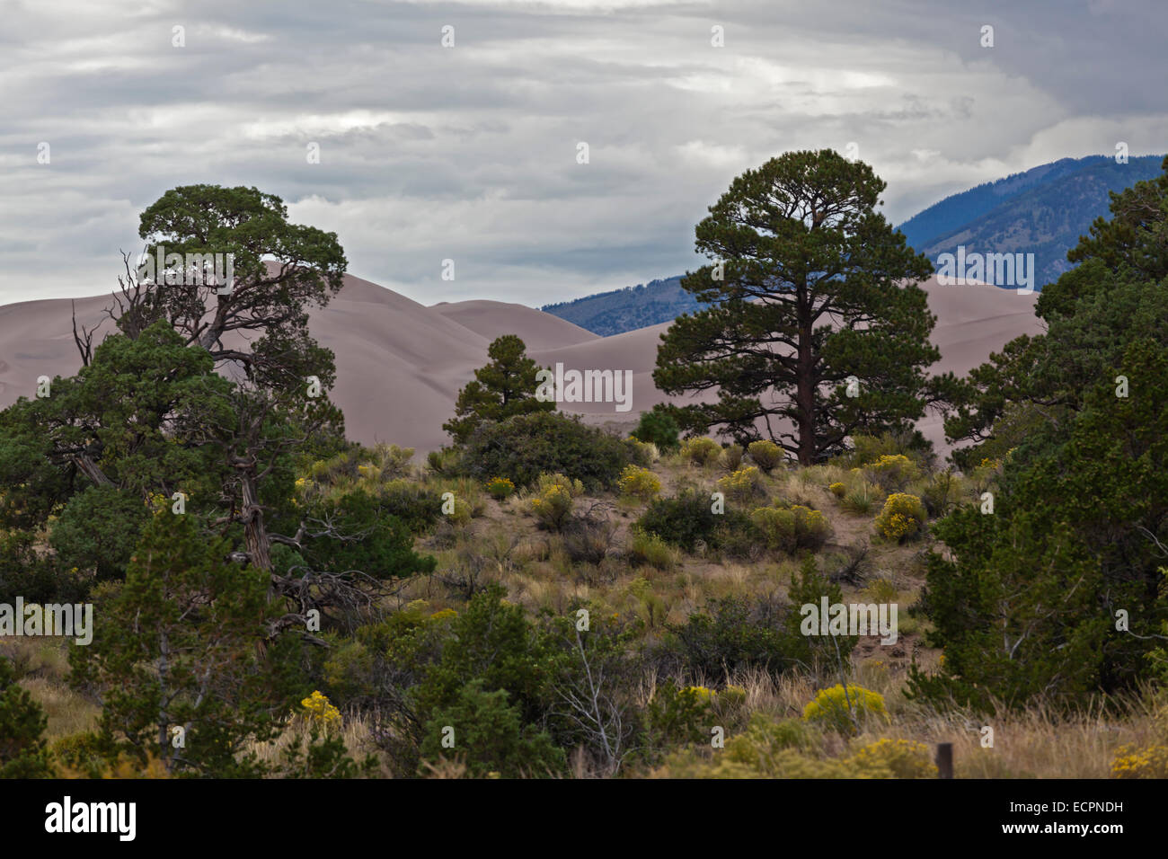 PINON PINES at GREAT SAND DUNES NATIONAL PARK which are part of the ROCKIES - COLORADO Stock Photo