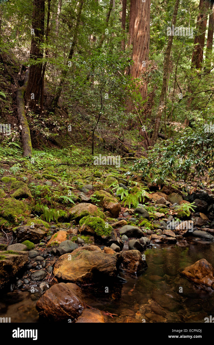 Portola Redwoods State Park, California USA Stock Photo