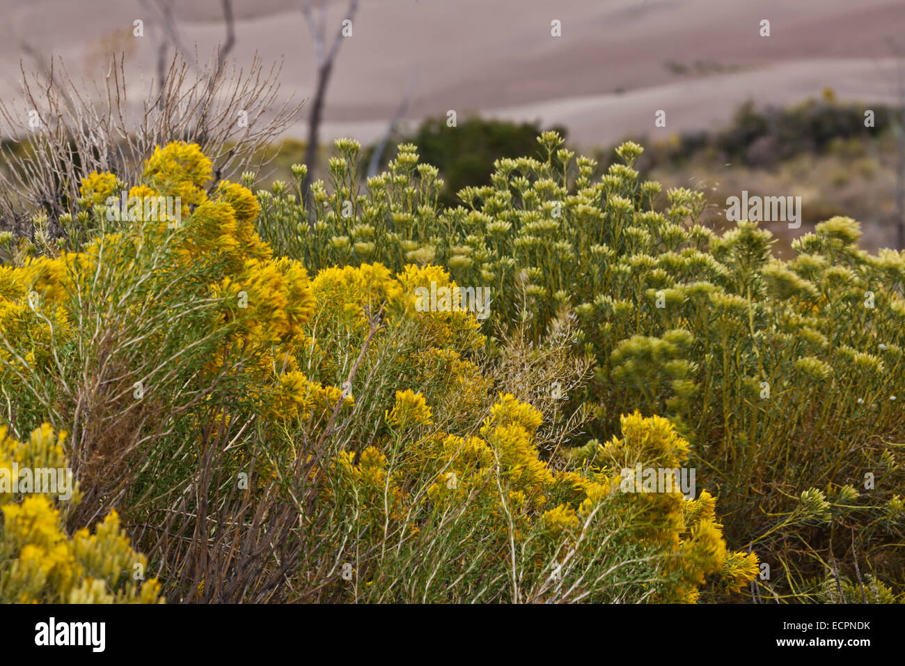 RUBBER RABBITBRUSH PLANT (Ericameria nauseosa) at GREAT SAND DUNES NATIONAL PARK  - COLORADO Stock Photo
