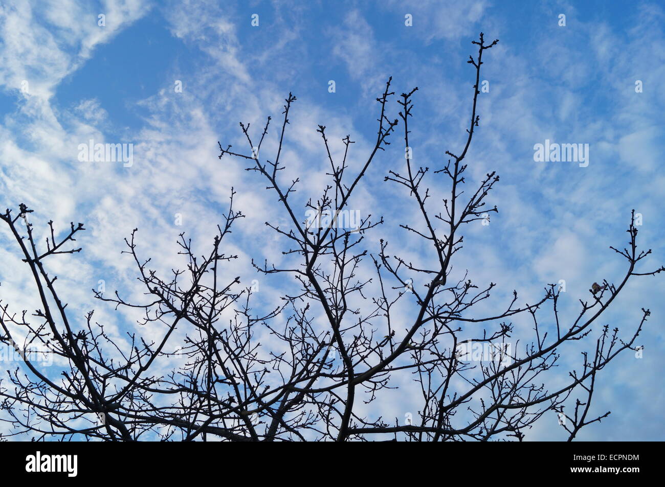 Under the blue sky and white clouds trees Stock Photo - Alamy