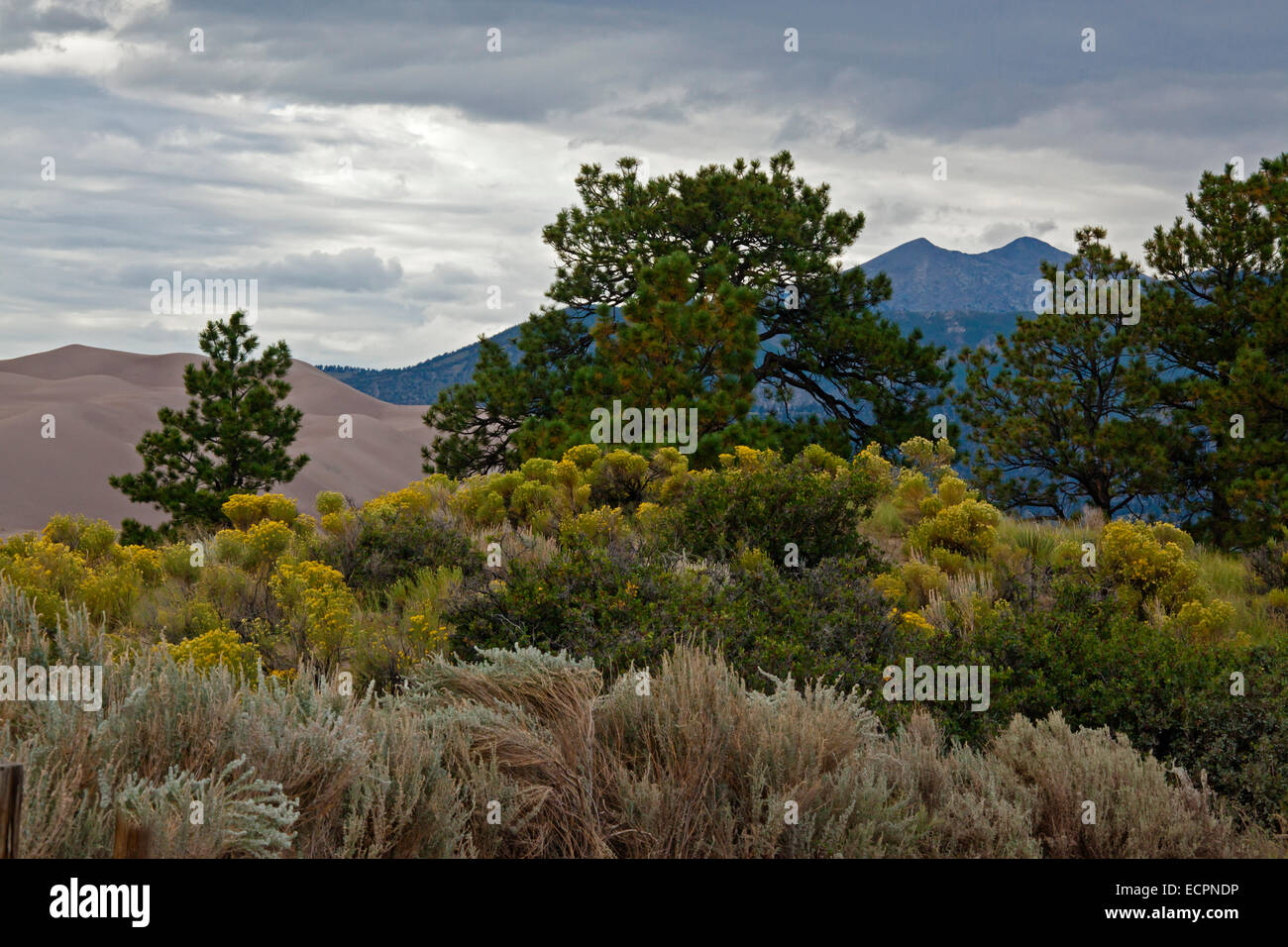 PINON PINES at GREAT SAND DUNES NATIONAL PARK which are part of the ROCKIES COLORADO Stock