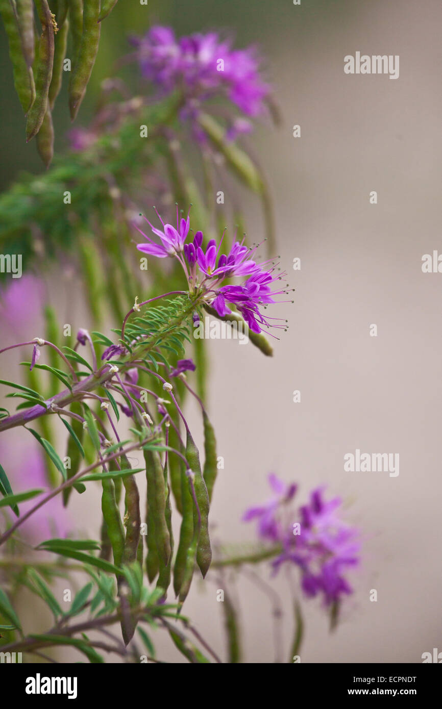 Purple wildflowers hi-res stock photography and images - Alamy