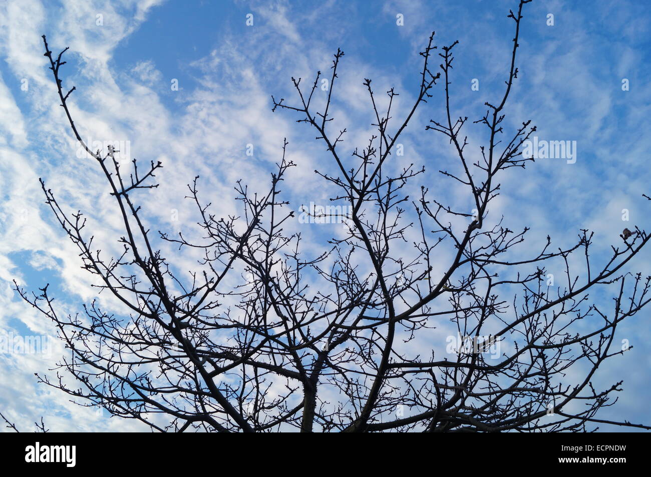 Under the blue sky and white clouds trees Stock Photo - Alamy